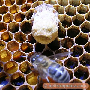 detalle de una realera HD